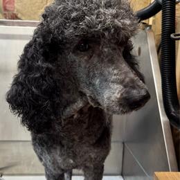 Sadie - Poodle