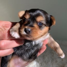 Girl 1 - Black and tan female Yorkshire Terrier puppy in Willow Grove, Pennsylvania from Willow Grove Yorkie