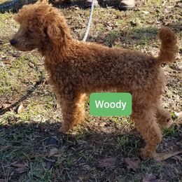 Woody - Poodle
