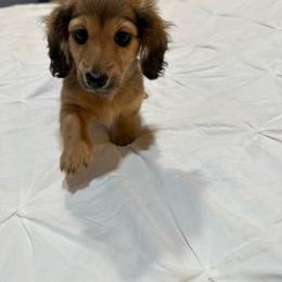 Waffles - Cream female Dachshund puppy in Campbellsville, Kentucky from Kellie's Dachshunds