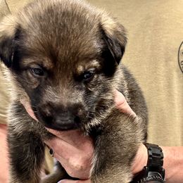 RVCA - Sable male German Shepherd puppy in Sonora, California from Elite Haus K9