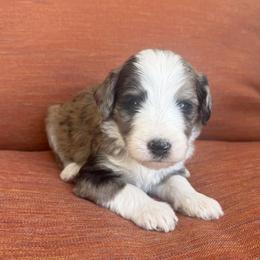 Treat - Chocolate merle female Bernedoodle puppy in Springville, Utah from Oodles of Bernedoodles