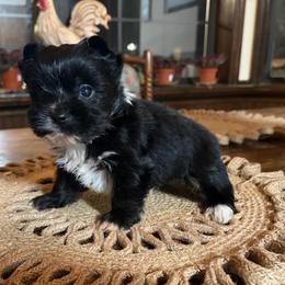 Henley - Black and tan male Yorkshire Terrier puppy in Georgia from Berggipfel Yorkies