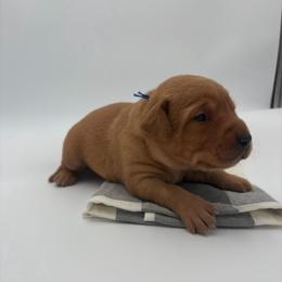 Blue - Yellow male Labrador Retriever puppy in Heath Springs, South Carolina from Rich Hill Retrievers