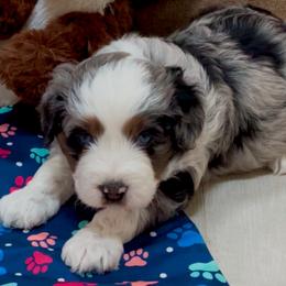 Milo - Blue merle male Aussiedoodle puppy in Charlestown, Indiana from Forever Aussies and A Doodle