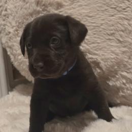 Boy 1 - male Labrador Retriever puppy in Hartley, California from Mathew's Labradors