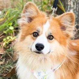 Baxter - Pembroke Welsh Corgi