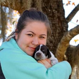 German Wirehaired Pointer Puppies from Afterhours German Wirehaired Pointers