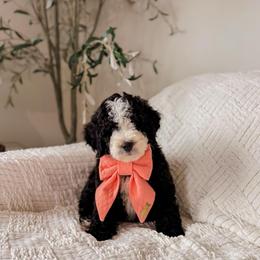 Asher - Black and white male Bernedoodle puppy in Cold Spring, Minnesota from A.N.A. Doodles