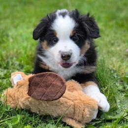 Hendrix - Black tri male Miniature American Shepherd puppy in Kalama, Washington from Lone Pine Miniature American Shepherds
