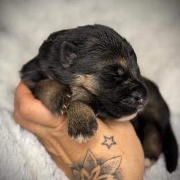 Pink Collar girl - Black and red female German Shepherd puppy in Louisville, Kentucky from Haus of Beautiful Chaos German Shepherds