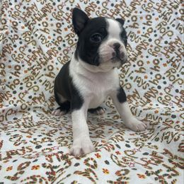 Zoe - Black and white female Boston Terrier puppy in Fillmore, Illinois from Wind Hill Puppies
