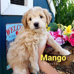 Goldendoodle Puppies from Just Doodling Dogs