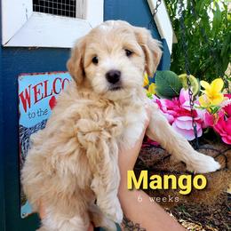 Goldendoodle Puppies from Just Doodling Dogs
