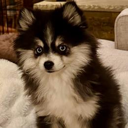 Shea - Pomsky