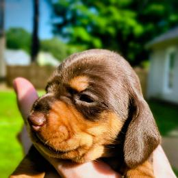 Sleepy - Chocolate and tan female Dachshund puppy in Jackson, Tennessee from BlackPine Kennels