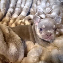 Reba - Fawn and white female French Bulldog puppy in Klamath Falls, Oregon from S-D Frenchies