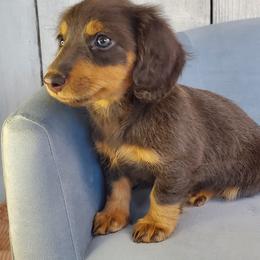 Dalilah - Blue and tan female Dachshund puppy in Mountain Grove, Missouri from Callaway Country Dachshunds