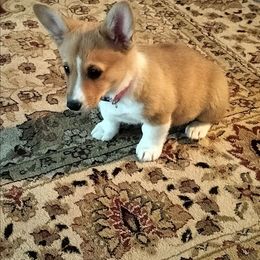 Molly - Red female Pembroke Welsh Corgi puppy in Red Bluff, California from Ruby's Corgi's