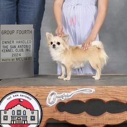 Rogue - Chihuahua