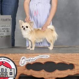 Rogue - Chihuahua