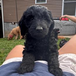 Pickle - Black male Goldendoodle puppy in Glen Daniel, West Virginia from Dani’s Doodles