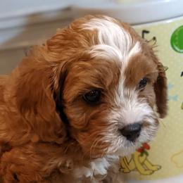 Bobby - Red male Cavapoo puppy in Caldwell, Idaho from Terrace Cav's