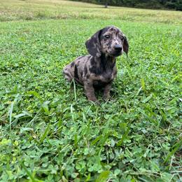 Theo - Dapple male Dachshund puppy in Milroy, Pennsylvania from Not Your Average Weiner
