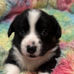 Girl 1 - female Cardigan Welsh Corgi puppy in Princeton, Texas from Fable Cardigan Welsh Corgis