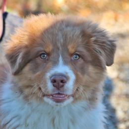 Macchiato - Australian Shepherd puppy from Silverbrook Australian Shepherds