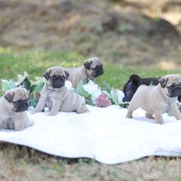 Pug Puppies from Malta Pugs