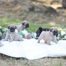 Pug Puppies from Malta Pugs