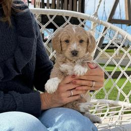 Amelia - Brown and white female Bernedoodle puppy in Yuba City, California from Ranch House Doodles