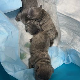 French Bulldog Puppies from Fontana Frenchies