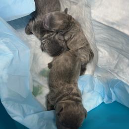 French Bulldog Puppies from Fontana Frenchies