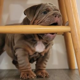 Bulldog Puppies from Velvet-Line-Bulldogs