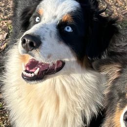 Briggs - Australian Shepherd