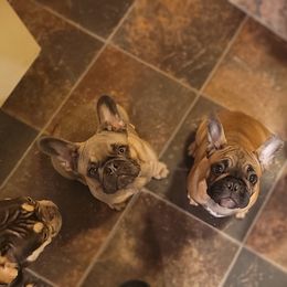 French Bulldog Puppies from 4 Leaf Frenchies