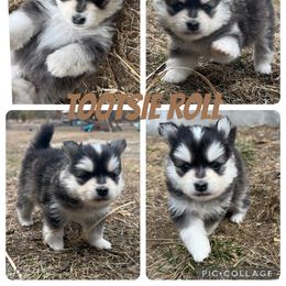 Pomsky Puppies from Garden state pomskies