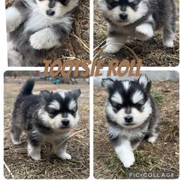 Pomsky Puppies from Garden state pomskies