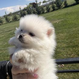 Boy 1 - Cream male Pomeranian puppy in Meridian, Idaho from Precious poms