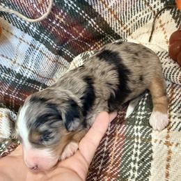 Girl 7 - female Bernedoodle puppy in Grandview, Texas from Big Sky Bernedoodles