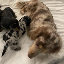 Dachshunds from Still Pond Stables