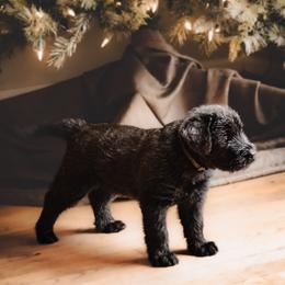 Emmy-Teal Black Collar - Black female Giant Schnauzer puppy in Bessemer, Alabama from The Copper Cottage Canines