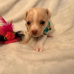 Raven - Cream female Chihuahua puppy in Seneca, Missouri from Stephanie’s Puppy Colony