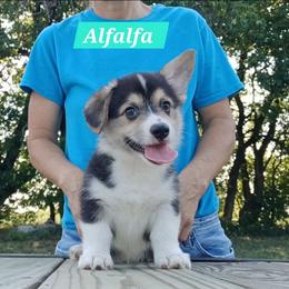 Alfalfa Little Rascals - Black and tan male Pembroke Welsh Corgi puppy in Redfield, Kansas from Owenby's Corgi's