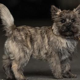 Cairn Terriers from Red Moose K9