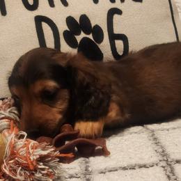Dachshund Puppies from Darling Dachshunds