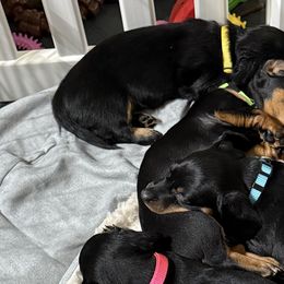 Dachshunds from Courtney Robinson