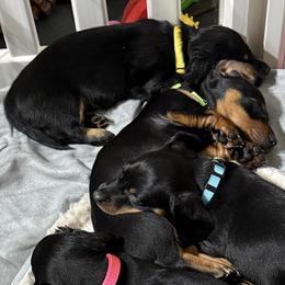 Dachshunds from Courtney Robinson